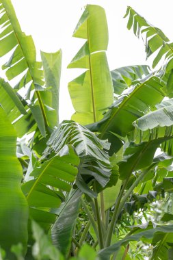 Bahçede yeşil arka planda muz yaprağı