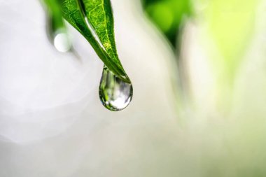 Yeşil yapraklara su damlaları, doğa arka planı, makro görünüm