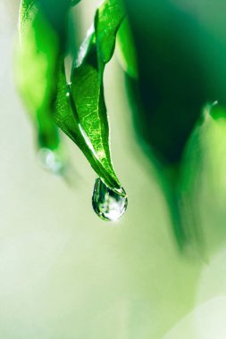 Çiy damlalı yeşil yaprak