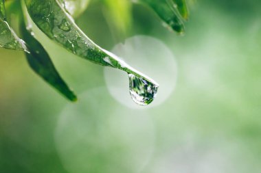 su damlası ile taze yeşil yaprak