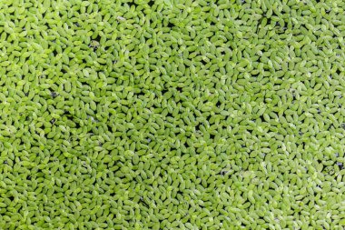 yeşil yosun dokusu arkaplanı
