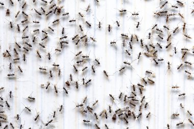 Birçok küçük karıncanın yukarıdan aşağı bakışıyla uçuyorlar.