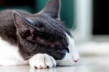 Beyaz benekli uyuyan gri kedi. Kedi uyuyor. Kedi odada uyuyor..