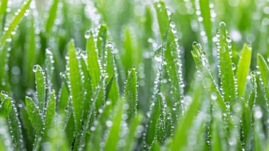 Sudaki taze ot damlaları yeşil arkaplanı kapatır.