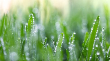 Çimenlerdeki çiy tanesi