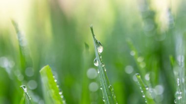 Çimenli yağmur damlası. yeşil çimen arkaplanı