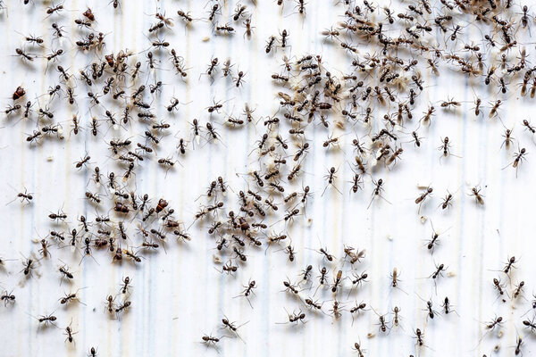 close up of the ants on the wall