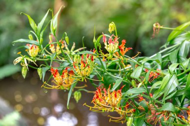 Çiçek açan çiçeklerin yakın görünümü