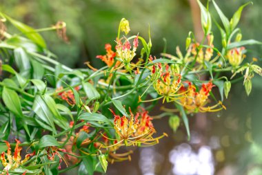 Güzel bir çiçeğe yaklaş