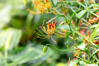 Bahçedeki bir çiçeğe yaklaş