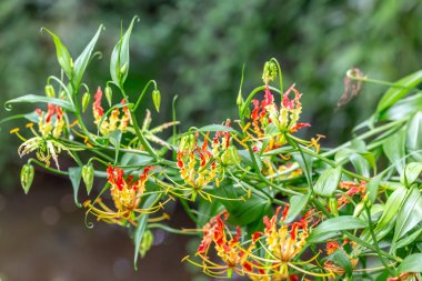 Bahçedeki kırmızı çiçekler