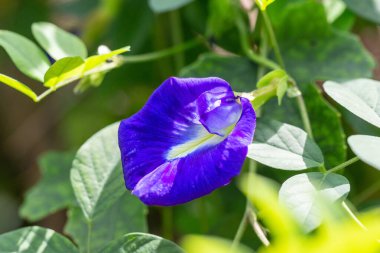Mor hanım evlatları, yaklaşın.