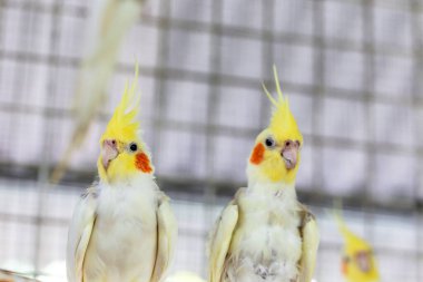 sarı ve beyaz papağan kuşu