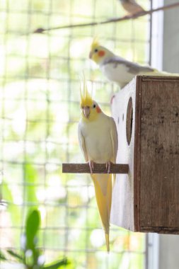 Kafesteki kuş, yaklaş.