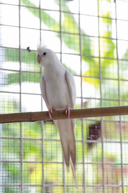 Beyaz güvercin çitin üzerinde oturuyor..