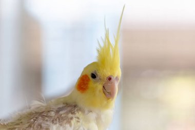 Yakından, sevimli sarı ve beyaz kuşun görüntüsü. seçici odak.