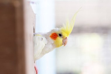 Sarı ve beyaz bir kuşa yaklaş