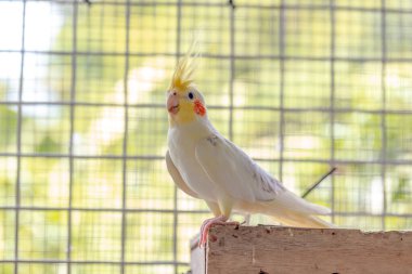 Kafesteki papağan.