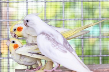 Kafesteki beyaz papağan