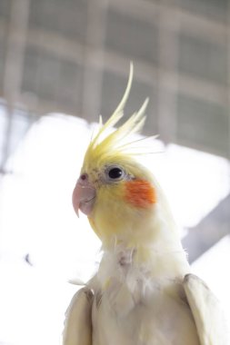 Kafesteki sarı ve beyaz papağan