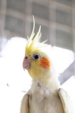 Kafesteki beyaz papağan