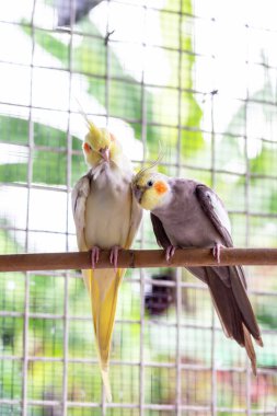 Aşıkken beyaz ve sarı papağan