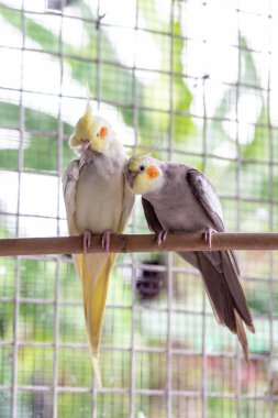 beyaz ve sarı papağan kuşu ahşap çitte oturuyor