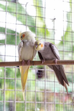 Bahçede bir çift papağan..