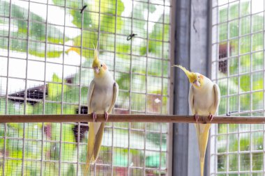 Kafesteki sarı papağanlar