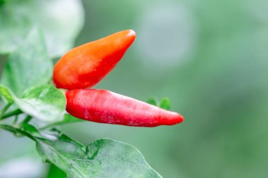 Yapraklı kırmızı biber