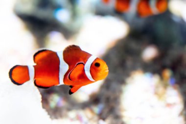 Mercan resiflerinin güzel sualtı dünyası