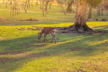 Ormandaki genç geyik.