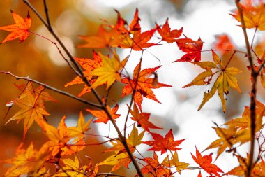 Sonbahar yaprakları, sonbahar bitkileri