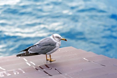 Martı iskelede oturuyor..