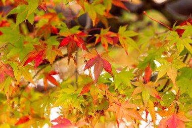 Japonya akçaağaç yaprakları