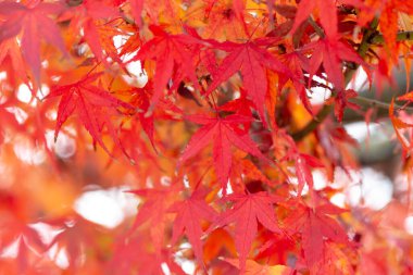 Sonbahar mevsiminde ağaçta kırmızı akçaağaç yaprağı, Kyoto, Japonya.