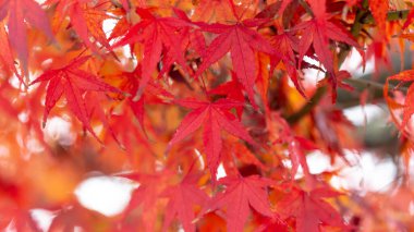 Sonbahar yaprakları, sonbahar bitkileri