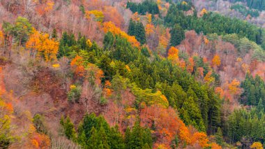 renkli sonbahar ağaçları orman