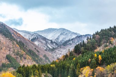 Ağaçlı dağ manzarası