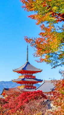 Ağaçlar ve yapraklarla dolu güzel sonbahar manzarası