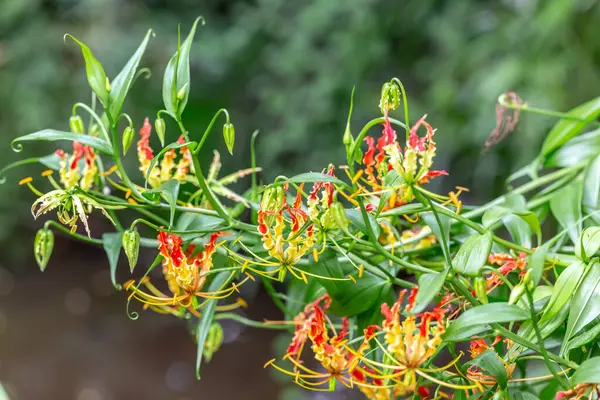 Bahçedeki güzel kırmızı çiçek