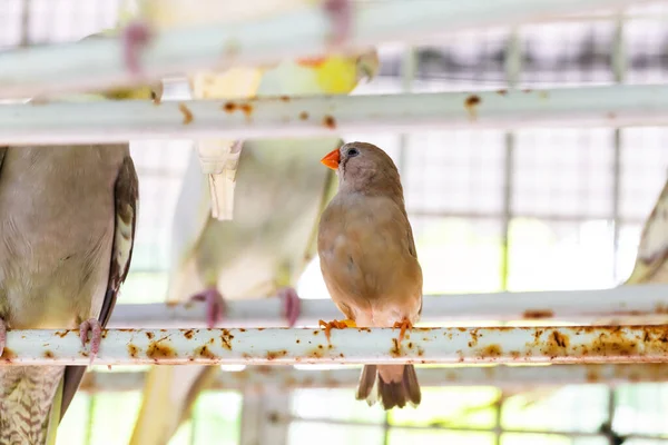 Kuşlar kafeste besleniyor.