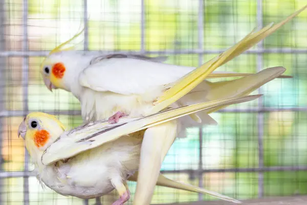 Papağan besleniyor.