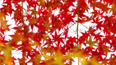 Beyaz duvarda kırmızı sonbahar yaprakları