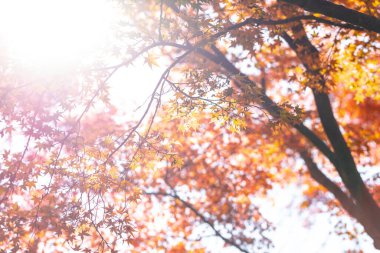 Güzel sonbahar yaprakları, sonbahar çiçekleri