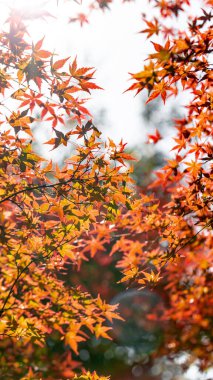 Sonbahar Ormanı, Sonbahar Flora