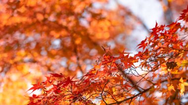 Sonbahar yaprakları, sonbahar bitkileri