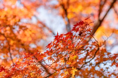 Sonbahar yaprakları, sonbahar bitkileri