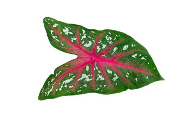 Beyaz arkaplanda tropik yapraklar