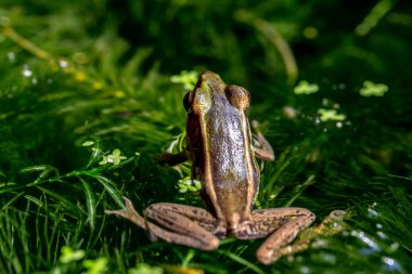 Ormanda yeşil kertenkele